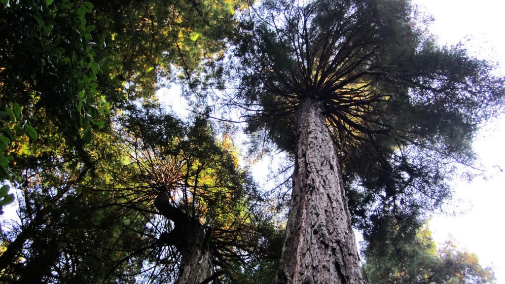Coast Redwood, дословно — береговое красное дерево (Sequoia sempervirens)