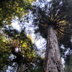 Coast Redwood, дословно — береговое красное дерево (Sequoia sempervirens)